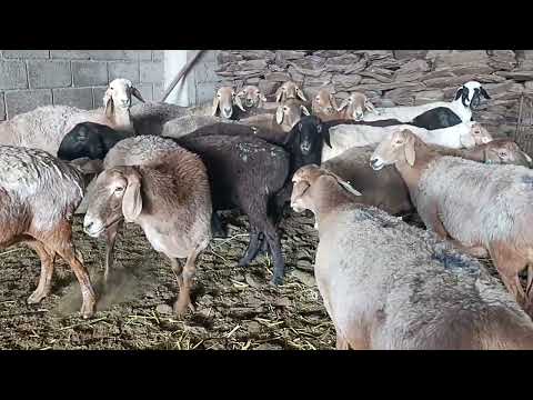 Видео: Жакшы койлор сатылат тел 0707708142