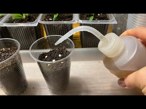 Видео: СЕЮ ПЕРЕЦ ПРОСТЫМ СПОСОБОМ, ВСХОЖЕСТЬ 100%!