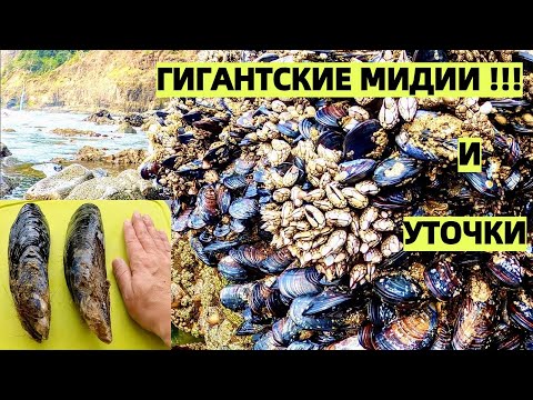 Видео: !! МИДИИ ГИГАНТЫ И МОРСКИЕ УТОЧКИ В ТИХОМ ОКЕАНЕ В США. GIANT MUSSELS !! КАК ПРИГОТОВИТЬ МИДИИ.