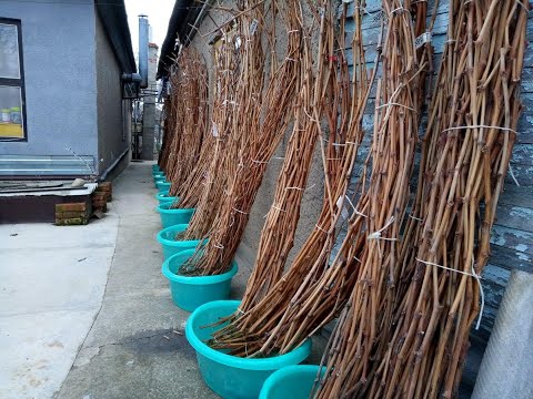 Видео: Наличие лозы на начало марта! 🍇🍇🍇 Тел.+79054033245, WhatsApp и Viber +79528500417.