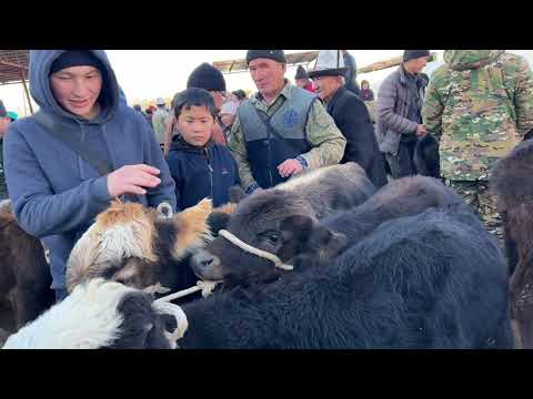 Видео: Ассаламу алайкум достор Учкун  мал базары ,2024 жыл 17 ноябрь уйлар кунажындар торпоктор букалар 👍👍👍