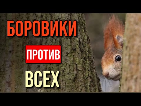 Видео: 💥БОРОВИКИ ПРОТИВ ВСЕХ! БИТВА СЕЗОНА! КТО ПОБЕДИТ? Грибы 2025