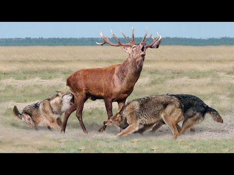 Видео: Эти Волки Окружили Огромного Оленя! Вот Что Было Дальше...