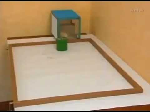 Видео: Эксперимент-Цыпленок и Робот.