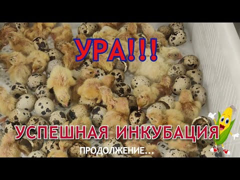 Видео: 🐣Первый опыт инкубации перепелок . Успешное выведение и переезд в брудер🐥#Инкубация #Перепела