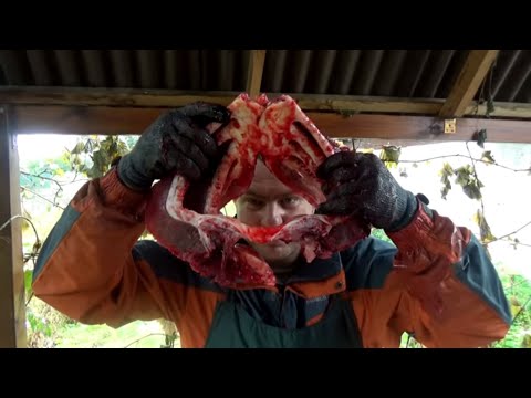 Видео: Сом 72 кг  Разбираем на составные части (cutting catfish cook)