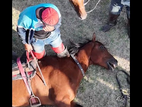 Видео: КОКПАР Отан соғысы қахарманы Сариев Жүнісқадыр және Жүнісқадыров Асқар аталарымызды асы жиын көкпары