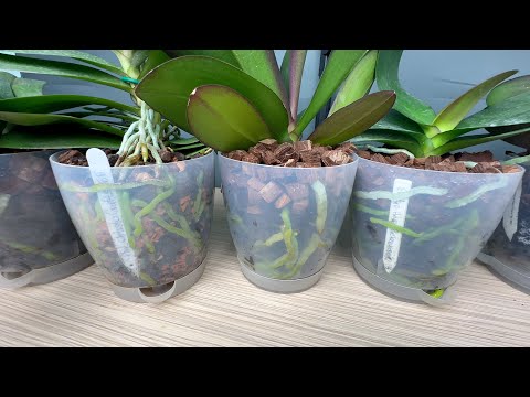 Видео: лучшие горшки для орхидей какие? : орхидеи в автополиве плюсы и минусы