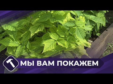 Видео: Мы вам покажем: Уход за растениями