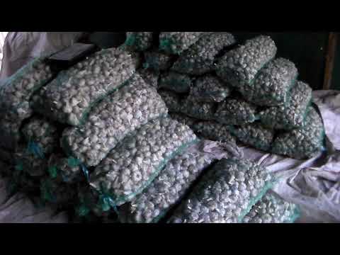 Видео: Как продать чеснок не выходя из дома ,четыре способа продажи чеснока.