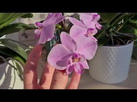 Видео: Великолепная Шиллериана💗 и другие азиатские орхидеи!💫 Неимоверная предновогодняя красота🌲❄
