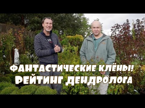 Видео: Уникальная коллекция клёнов. Хиты сезона!