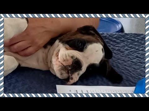 Видео: Как клеймят щенков и зачем?