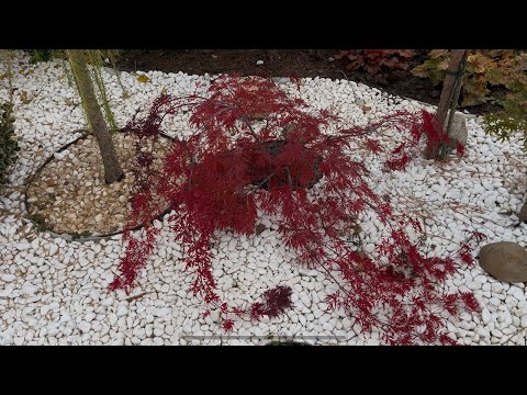 Видео: Осенний окрас кленов 😍бесплатный спортзал💪🤪и вот кто к нам прибился 🥺