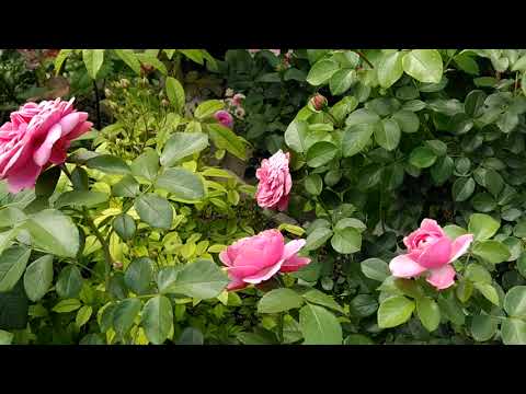 Видео: Роза Leonardo da Vinci  самая устойчивая  и хорошо зимующая роза на Урале