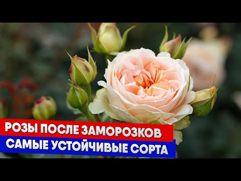 Видео: Розы после заморозков, самые устойчивые сорта