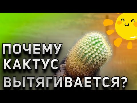 Видео: Почему вытягивается кактус? Уход за кактусами. Кактусы и суккуленты.