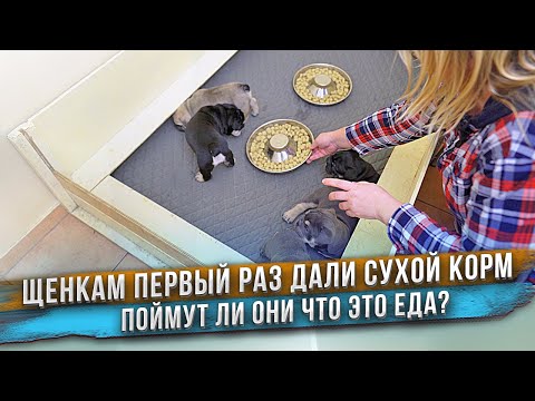 Видео: Всю жизнь щенки кушали молоко мамы, а тут такое 🥔🥔🥔  Будут ли есть?