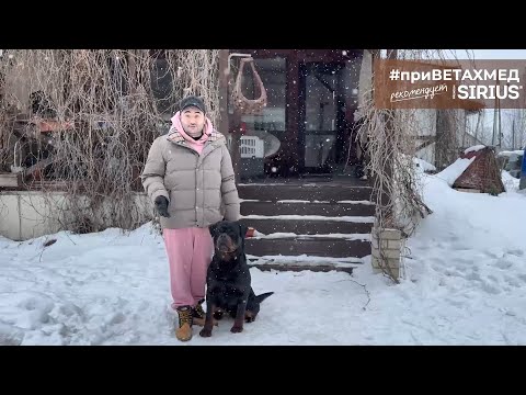 Видео: Секреты породы. Ротвейлер // #приВЕТАХМЕД