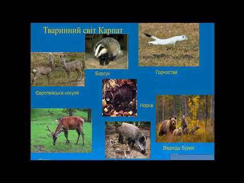 Видео: Природознавство (4 клас). Гори Карпати  Кримські гори