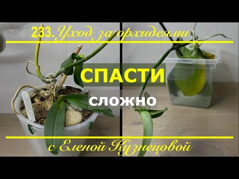 Видео: Орхидея мама осталась без корней! Можно ли спасти в этом случае деток?