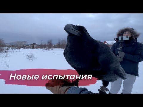 Видео: Тренировки в вольере.  Новые испытания для Гоши!