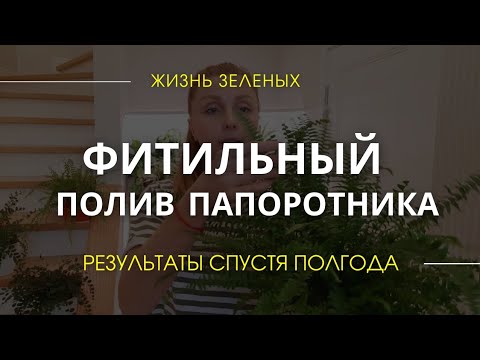 Видео: Папоротник нефролепис на фитильном поливе. Результаты полгода спустя. Ньюансы ухода за папоротником