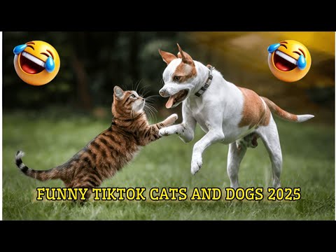 Видео: Смешные видео о ЖИВОТНЫХ 😂 | Самые смешные кошки и собаки 2025 года 🐶😼 #6 20 сентября 2025 г.