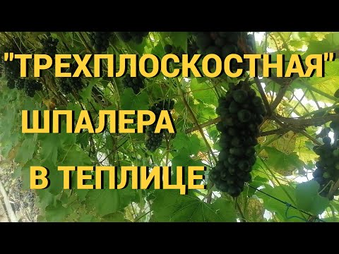Видео: "Трехплоскостная" шпалера в теплице.