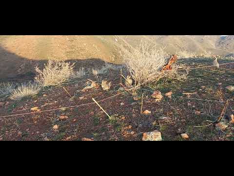 Видео: шикори каратов свежи 28 марта 20 22