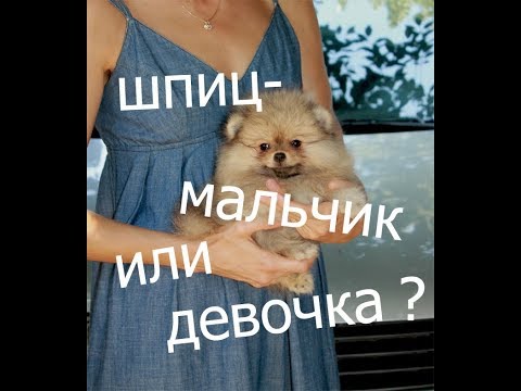 Видео: Шпиц- мальчик, или девочка? Кого выбрать ?