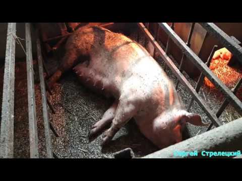 Видео: Лечение  ММА