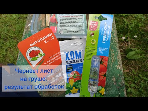 Видео: Чернеет лист на груше часть 2.Результат обработок груши от бактериального ожога (эрвинии).