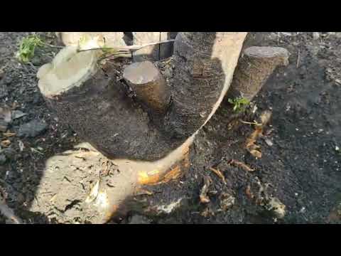 Видео: Корчевать пни вишни... легко ли? Мы нашли только один способ.