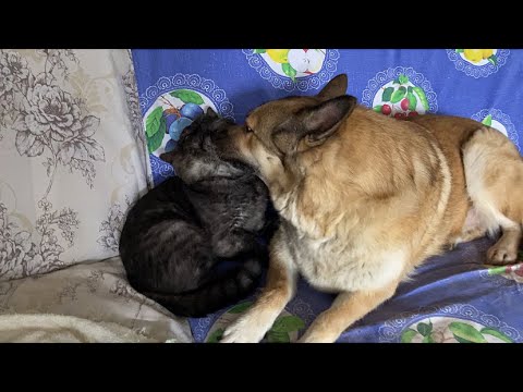 Видео: Вечером в пятницу на даче