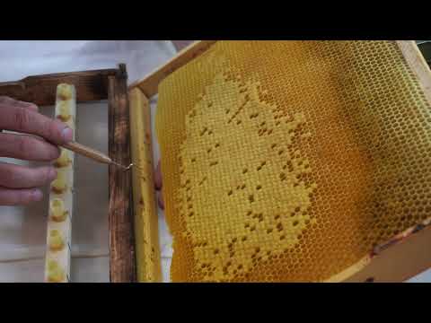 Видео: Прививка личинок шпателем В. Дончика.