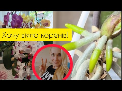 Видео: Хочу віяло коренів у реанімашок орхідей! Що, роблю? Як нарощую?
