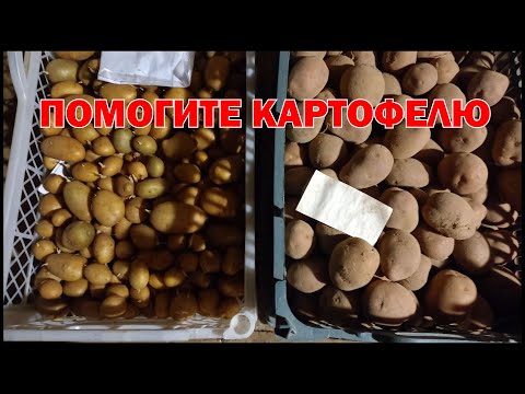Видео: Январь. Прорастает картофель? Что делать?
