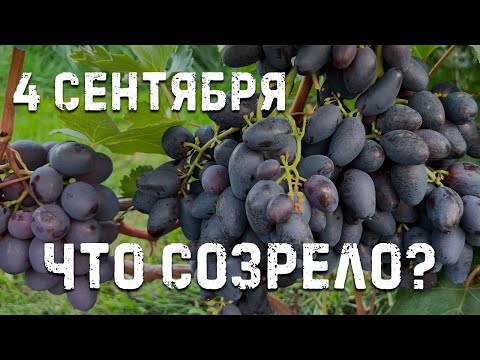 Видео: Очень ранние и ранние сорта винограда!