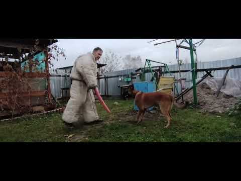 Видео: Три вида контратак защитной собаки на атаку ногами. 