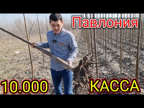 Видео: Павлония кучатлари 5.000 сумдан бошлаб сотилади