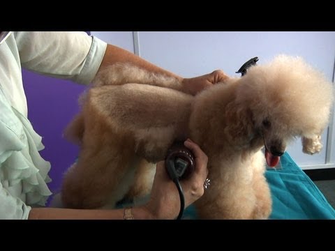 Видео: Руководство по уходу за той-пуделем: стрижка в салоне или у домашнего животного — профессиональны...