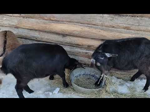 Видео: Выбраковка в козоводстве