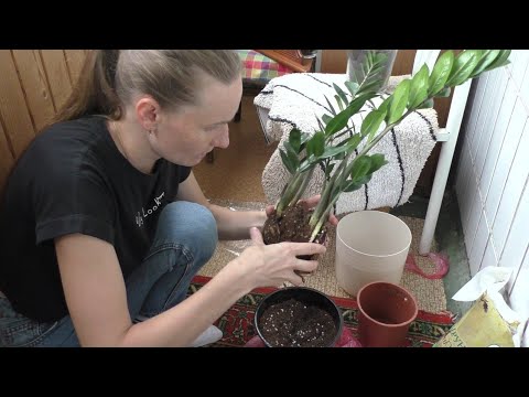 Видео: 🪴ПЕРЕСАЖИВАЮ КОМНАТНЫЕ РАСТЕНИЯ🌿.ЗАМИОКУЛЬКАС.Купила новый горшок.