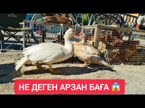 Видео: ҚЫЗЫЛОРДА АҚ ТӨРЕ БАЗАРЫ, ТАУЫҚ, ҚАЗ, ИНДАУТКА, ИТ БАҒАЛАРЫ.