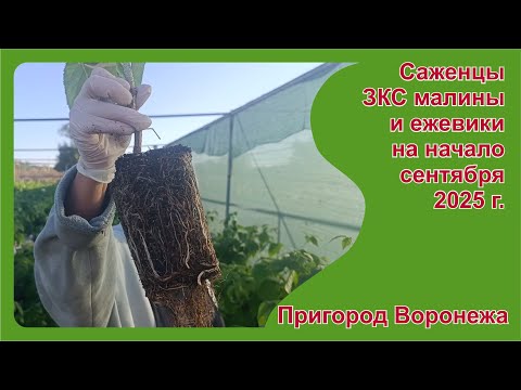 Видео: Саженцы малины и ежевики на начало сентября. Пригород Воронежа