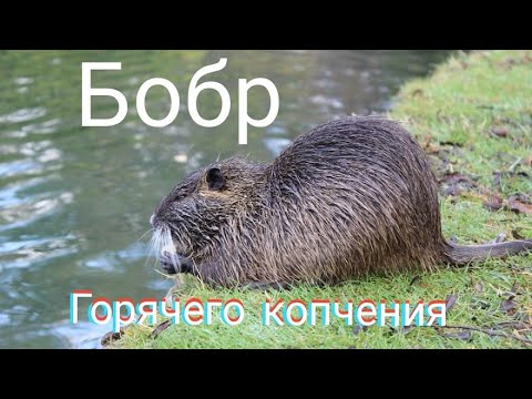 Видео: Горячее копчение бобра!