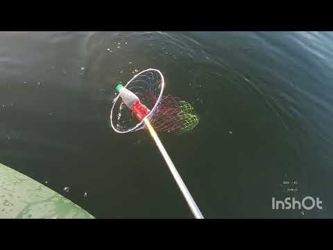 Видео: Рыбалка на гусином озере. 3.11.2025г. На живца. Первая проба на жерлицы. 