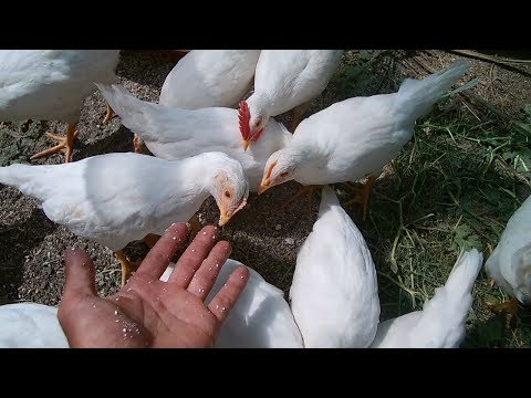 Видео: Выращивание кур несушек Ломан Вайт / Пошаговая инструкция по содержанию от цепленка до взрослой птиц