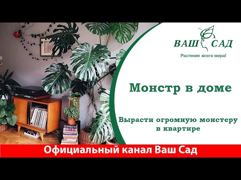 Видео: Корпорация монстров в вашей квартире. Как вырастить красивую Монстеру. Ваш сад